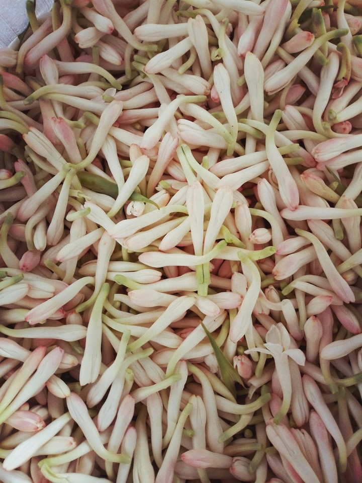 tuberose flower