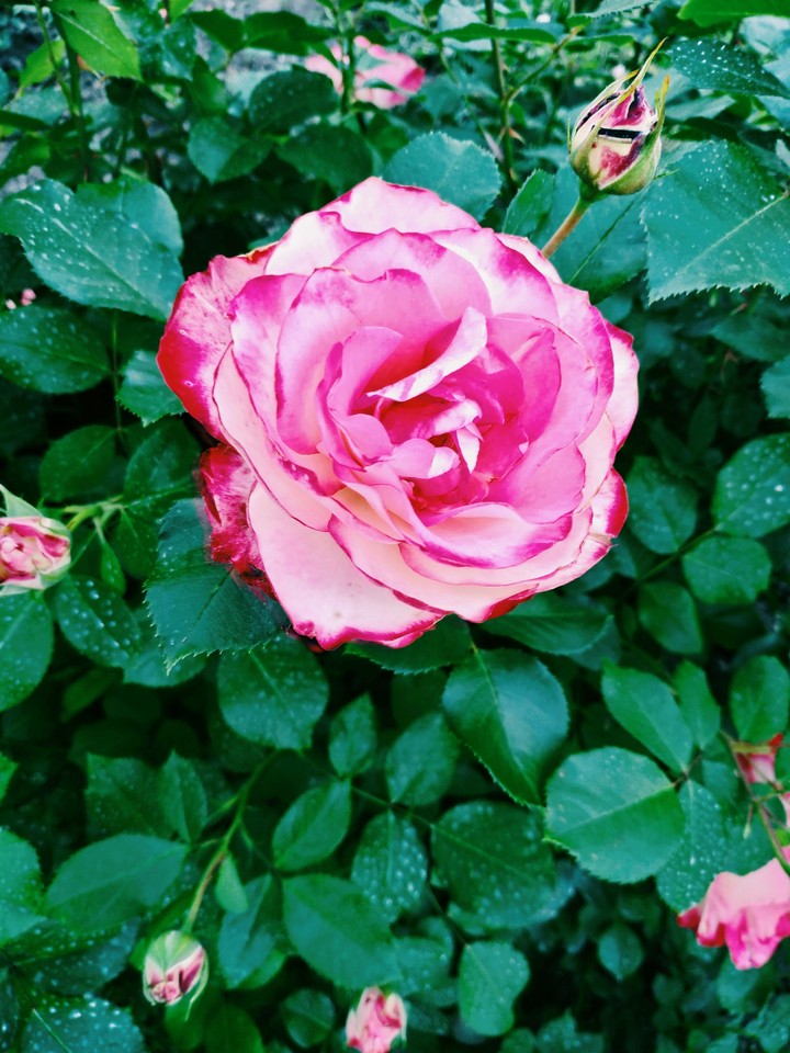 rose
