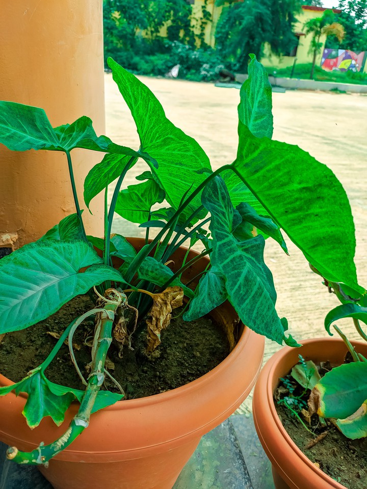 Green?