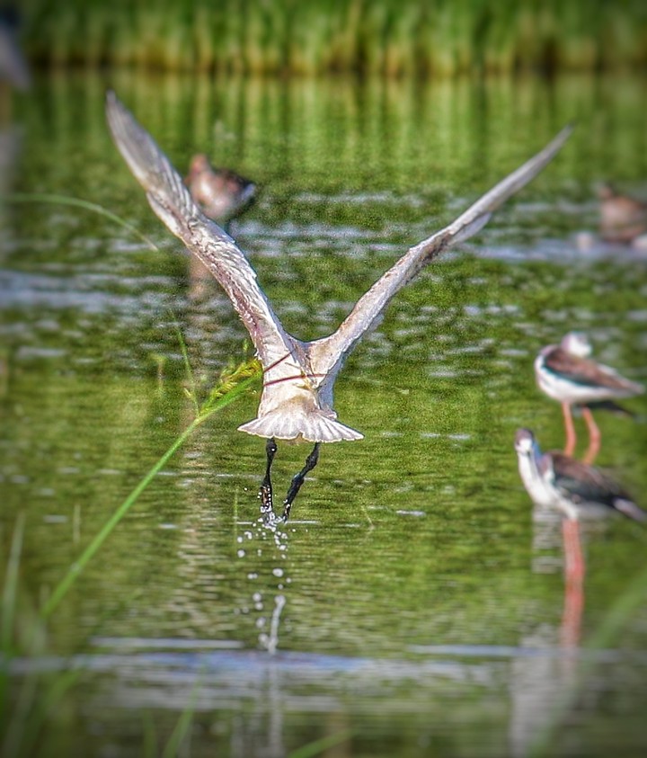 water bird