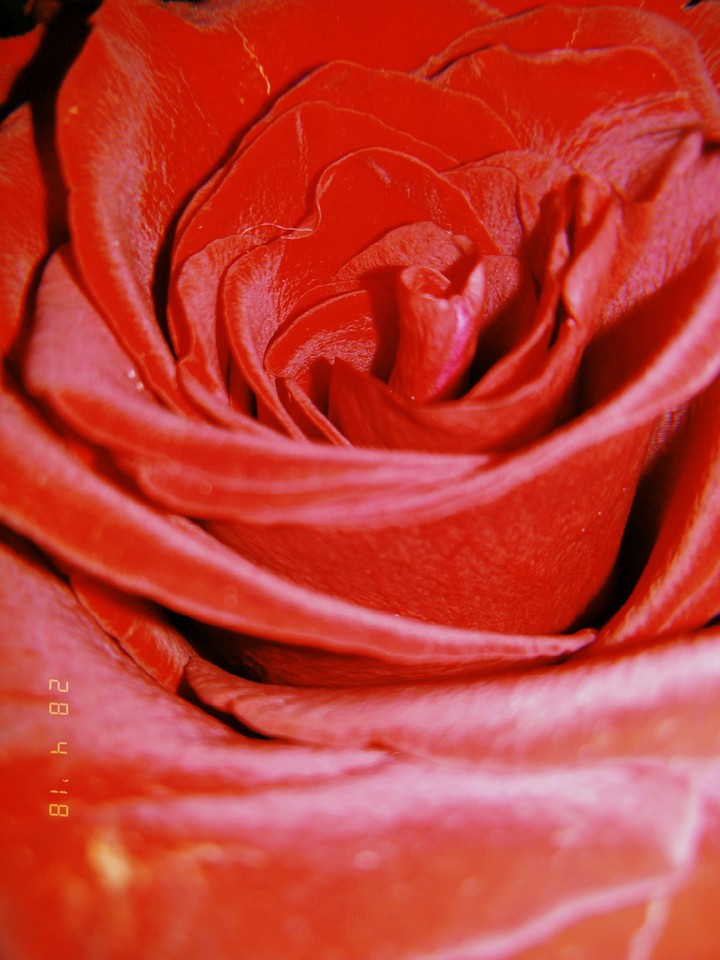 Una rosa rossa per te...