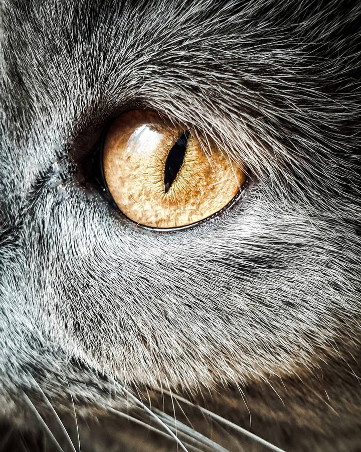 Eye