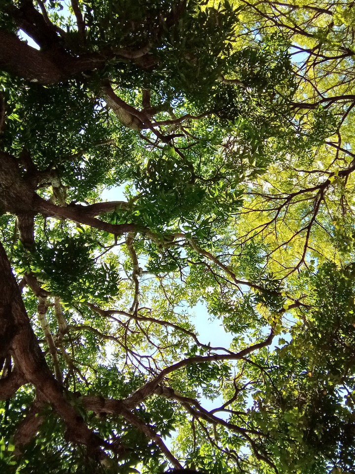 Greenery