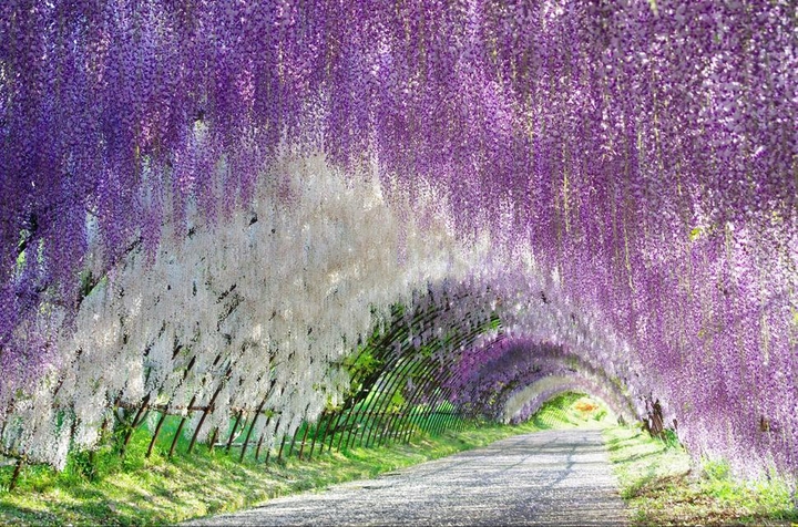 I adore flowers*°*