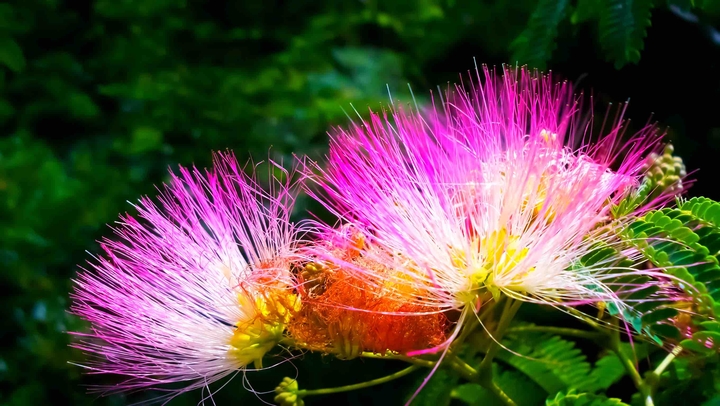 Colors of nature
