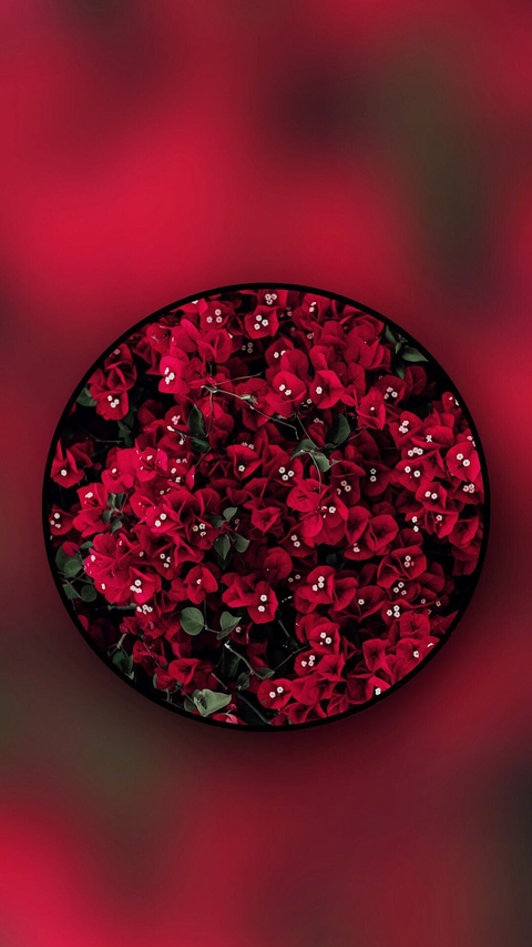 Circled Red Flowers