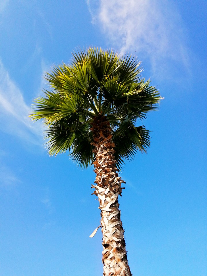 #palm #nature