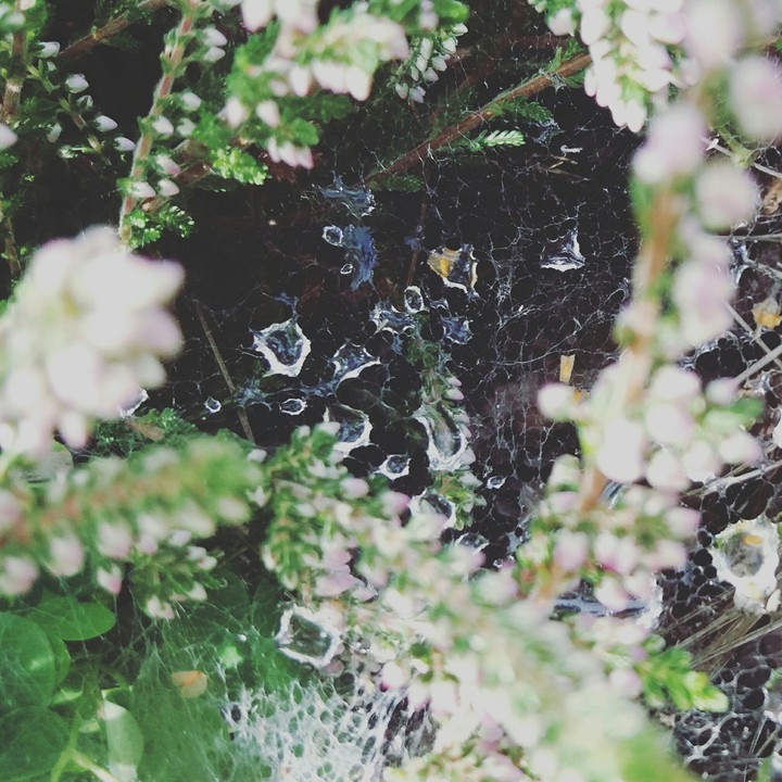 spider