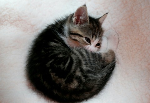 My little friend 0002