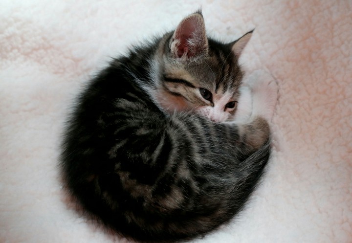 My little friend 0002