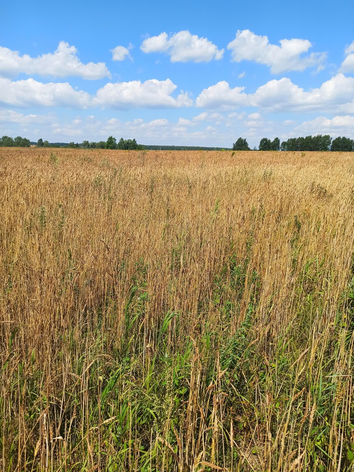 Wheat field