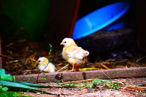chicken