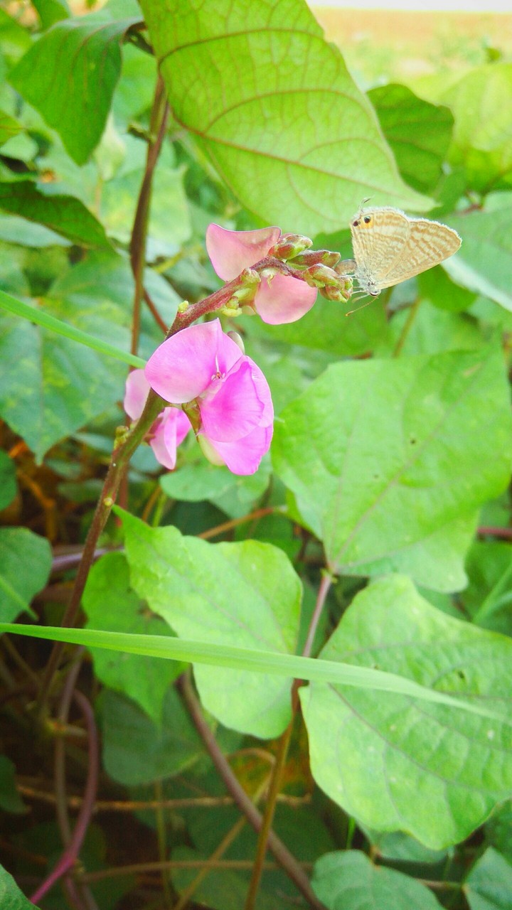 butterfly on flower