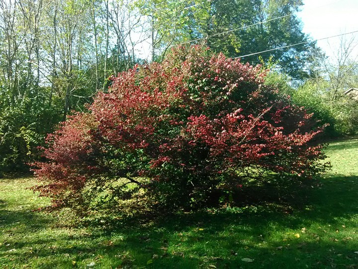 Little Tree