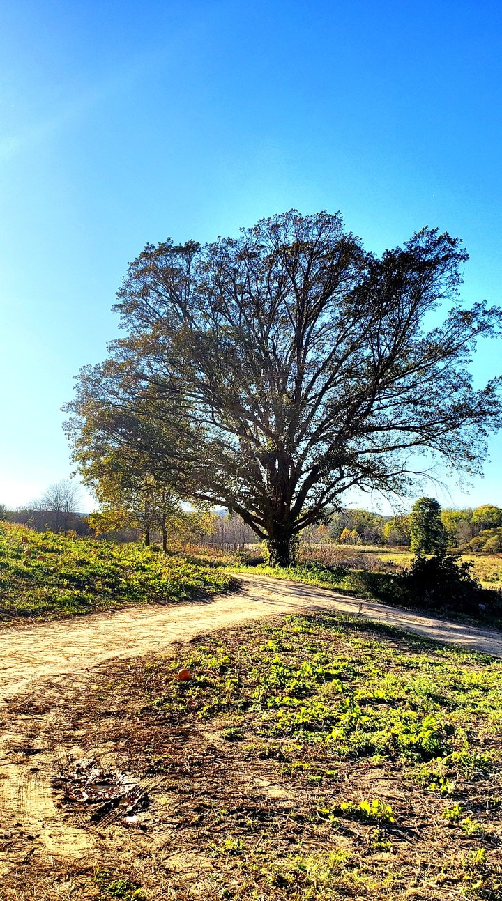 Lonely Tree