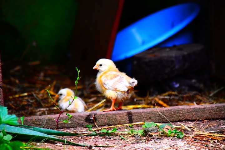 chicken