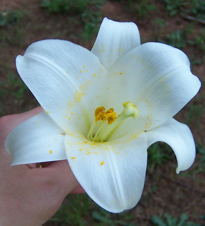 Lillie