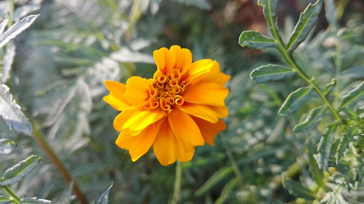colours of nature