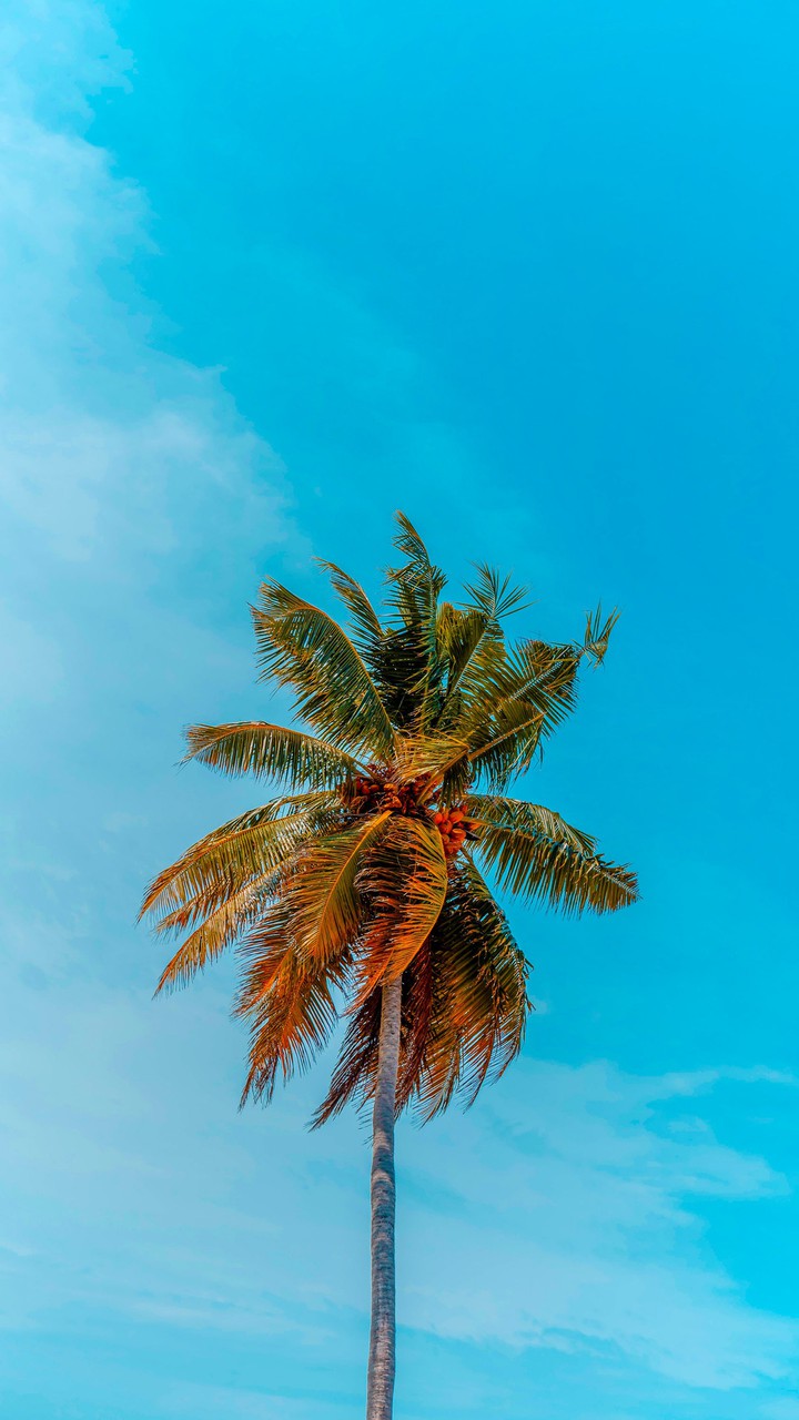 coconut tree