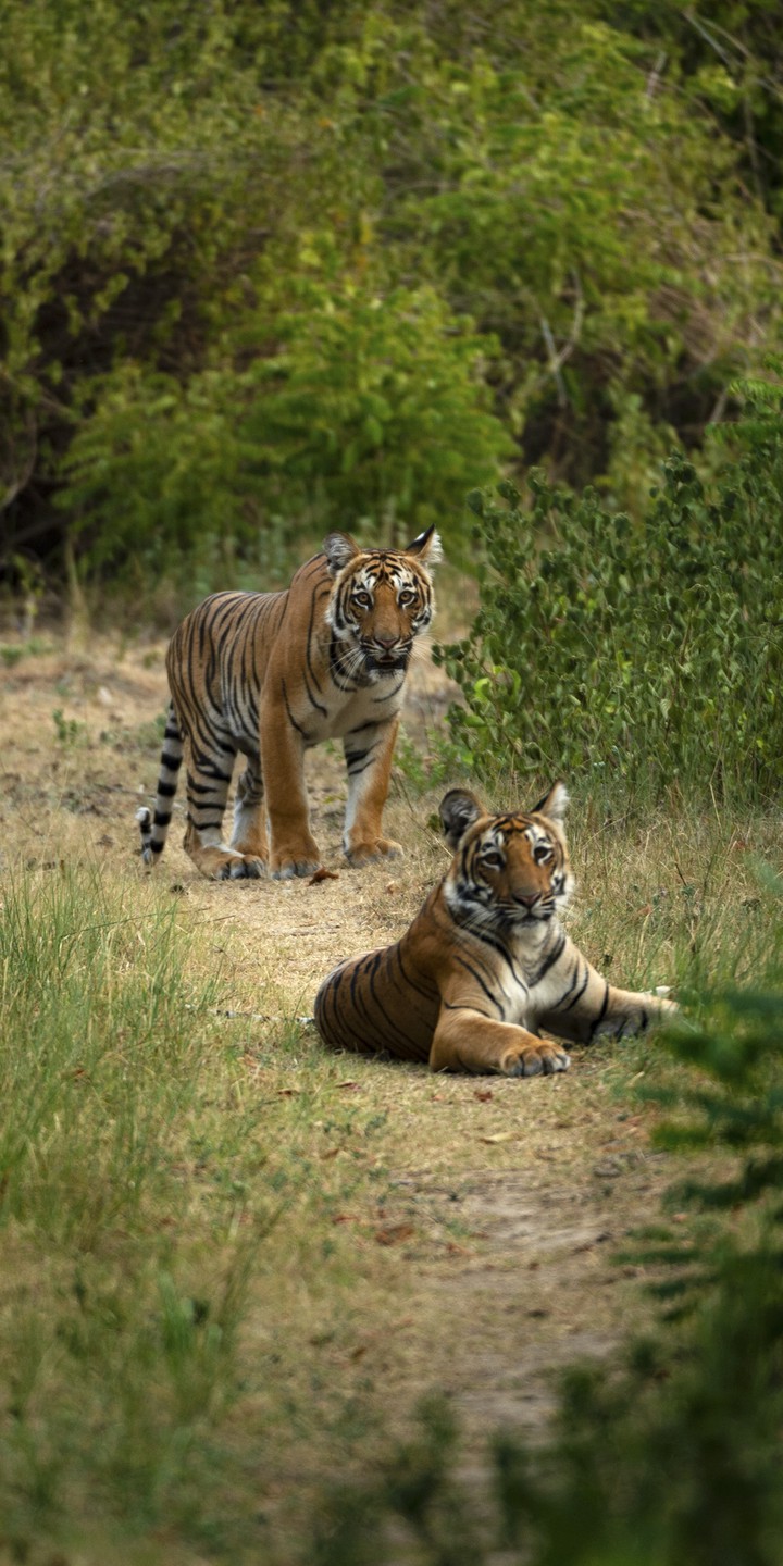 tiger in wild
