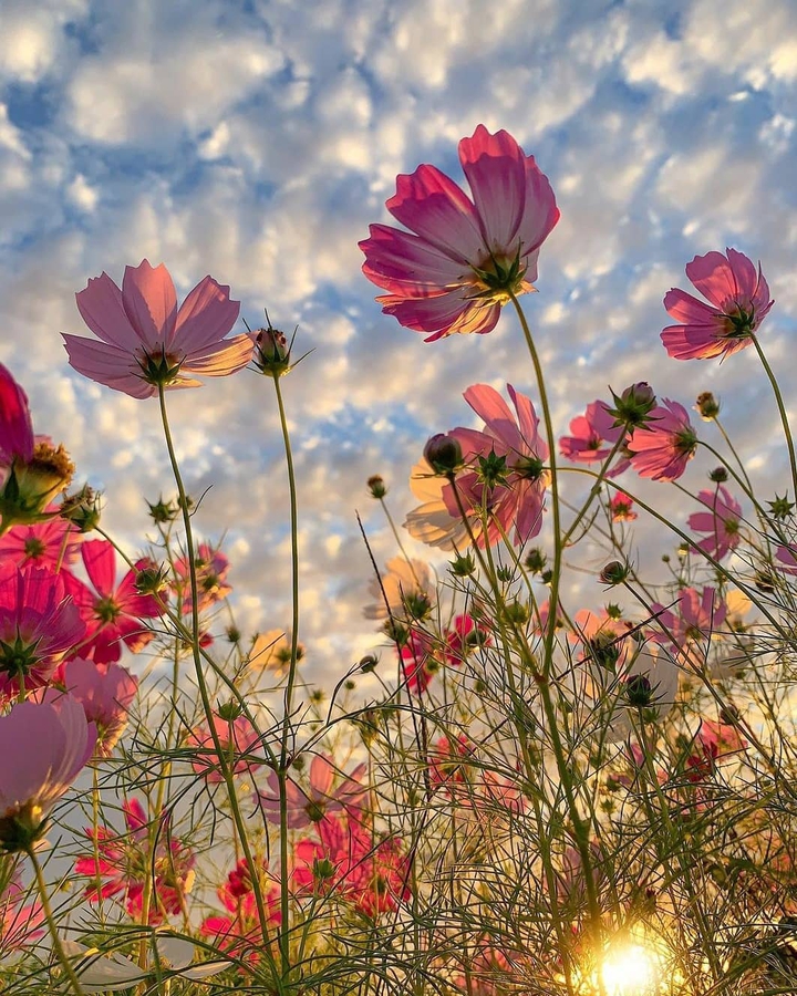 ⚘☘⚘☘⚘☘☀️