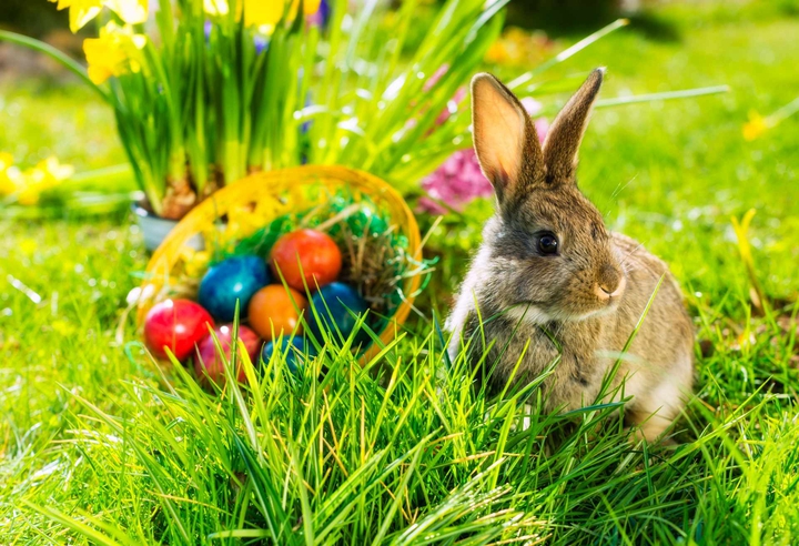 ~•☆ EASTER BUNNY ☆•~