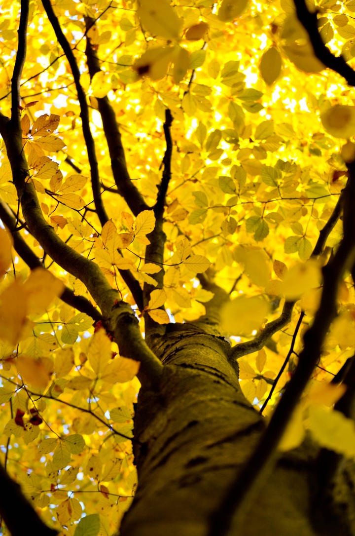 tree