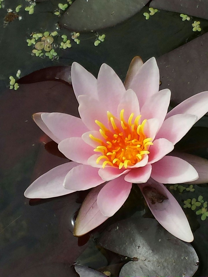 Waterlily