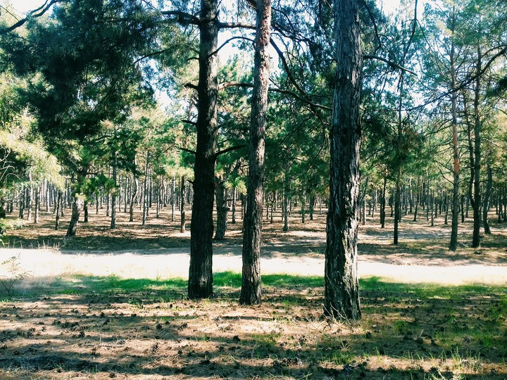 forest