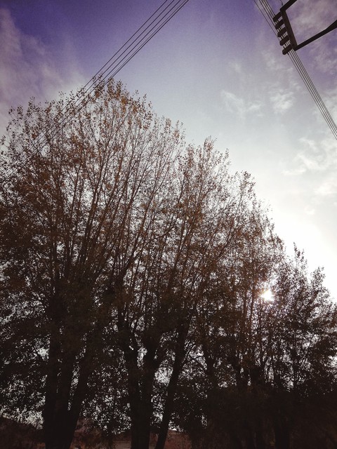 Huge Trees