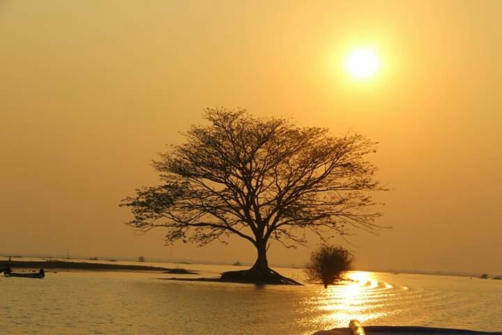 Tree and Sun View