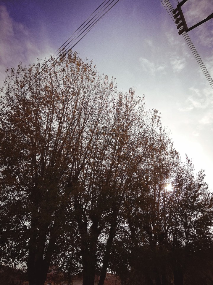Huge Trees