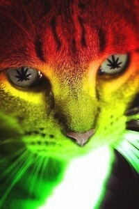 #cat
