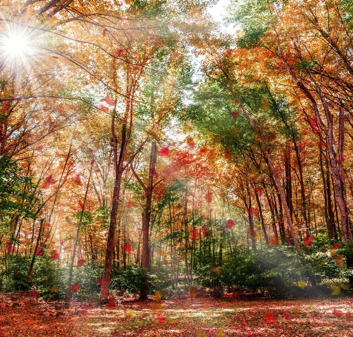 forest