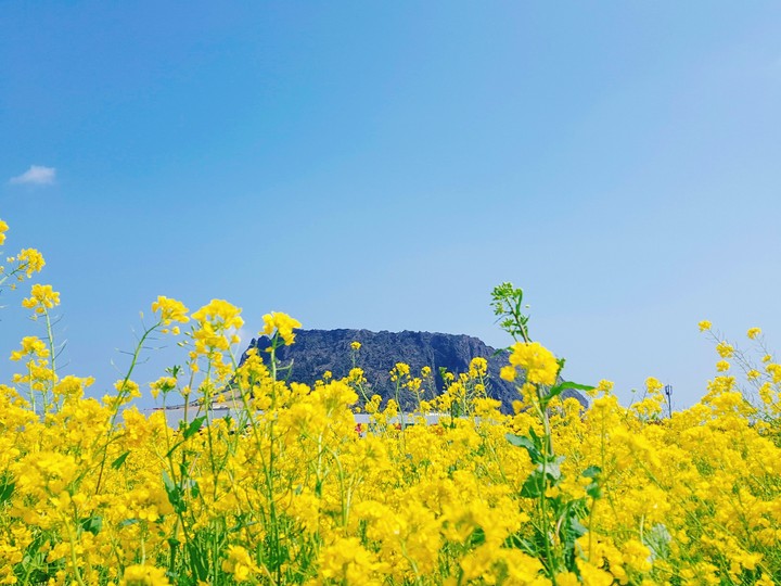 Jeju Island in March
