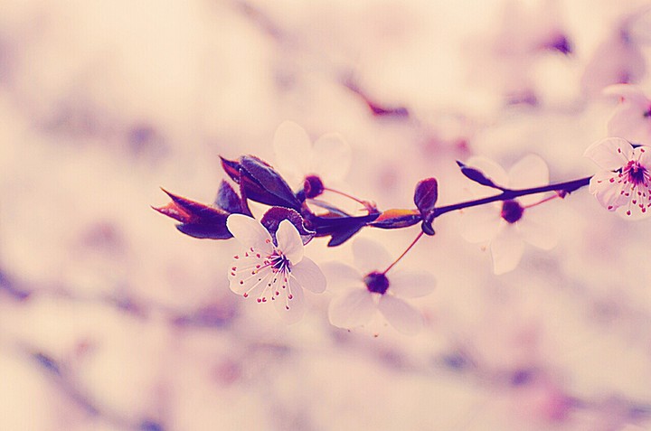Cherry Blossom