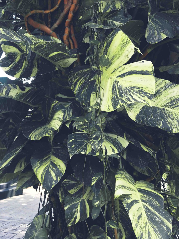 plant