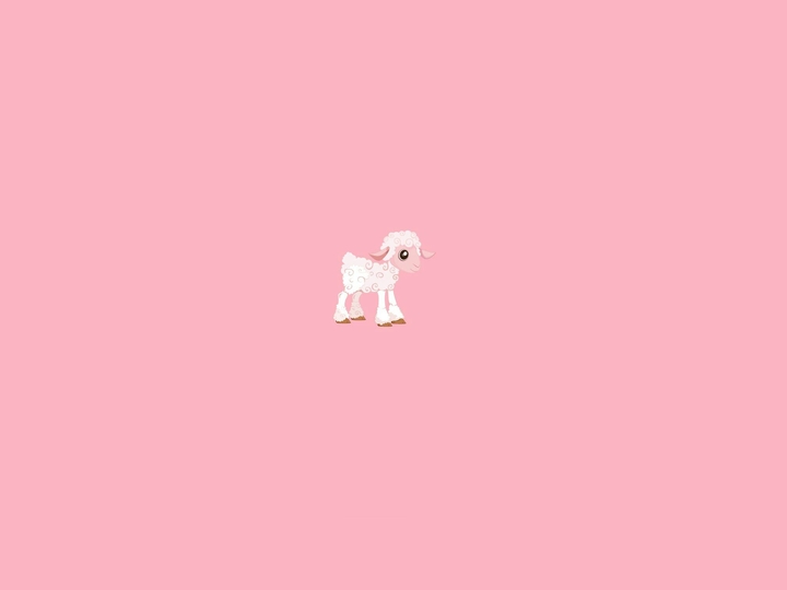 cute little sheep