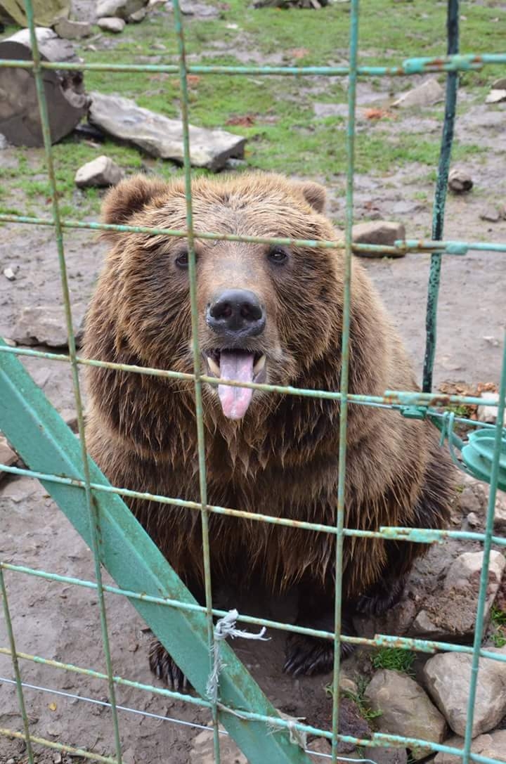 bear