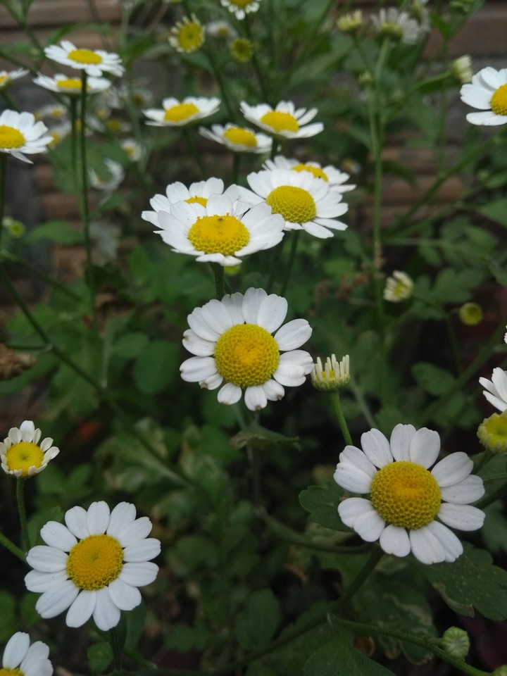 Matricaria.