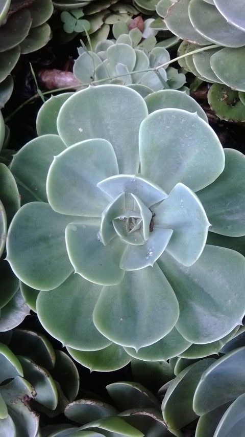 plant