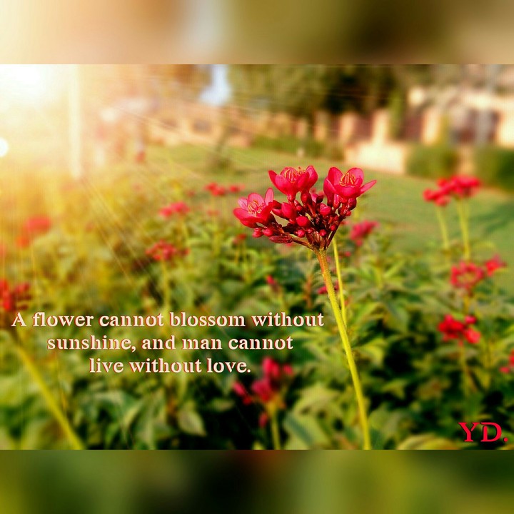 red flower