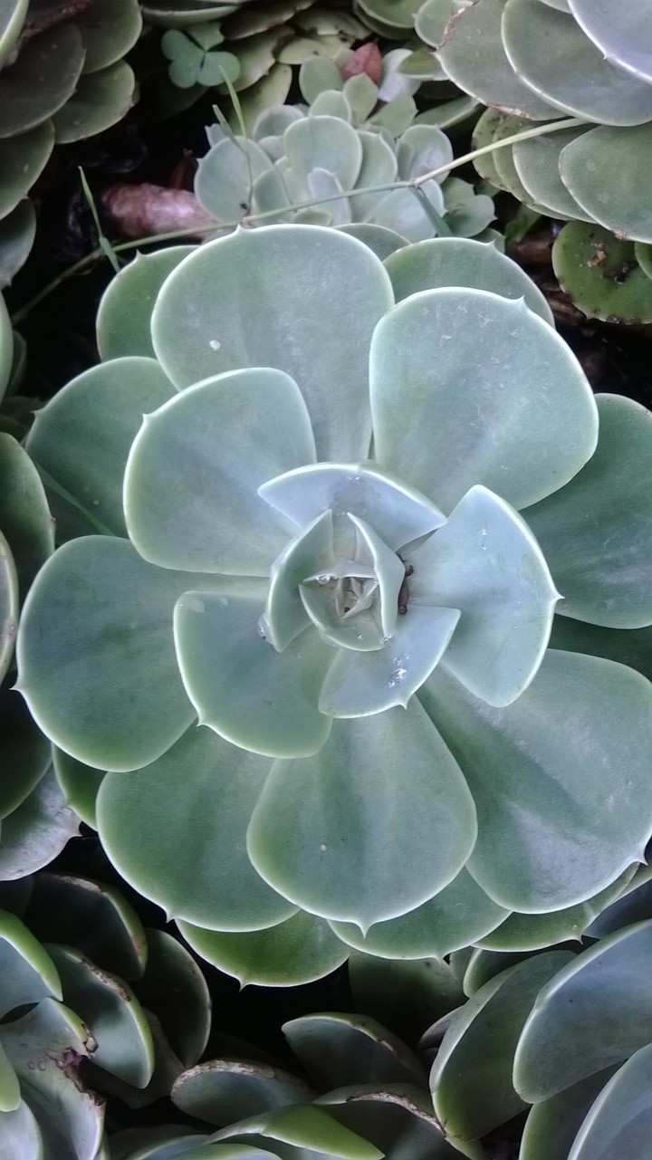 plant