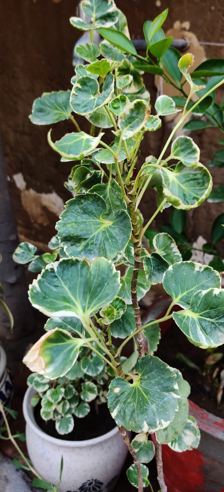 plant