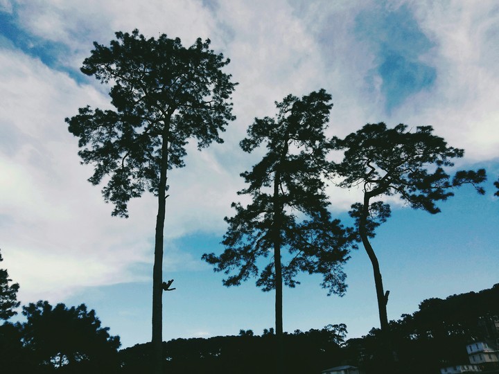 #pine #dark