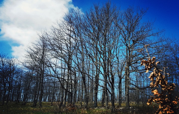 Forest