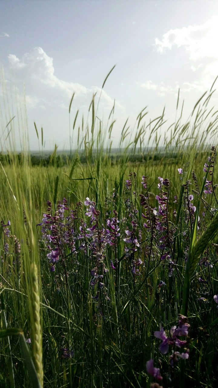 purple flowers
