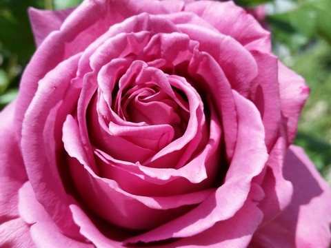 Rose!