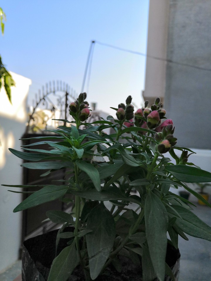 unbloomed