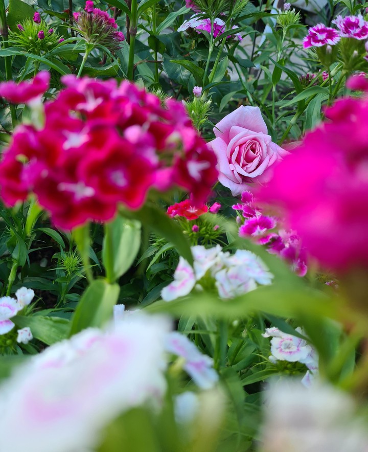 Flowers